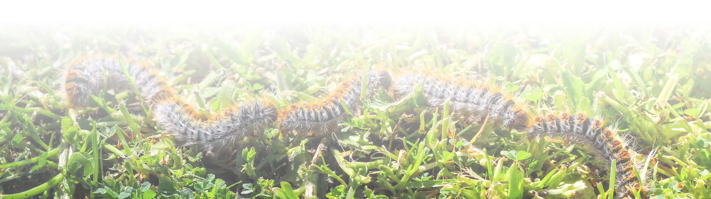 chenille processionnaires